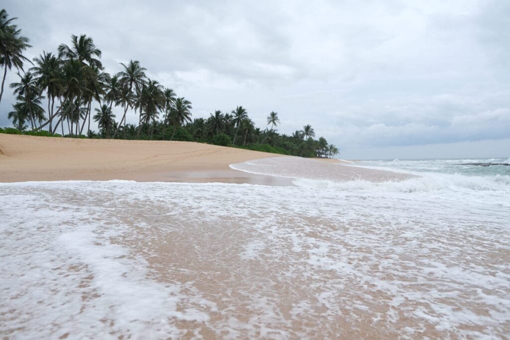 Beach with calm palm trees and the sea near Tangalle