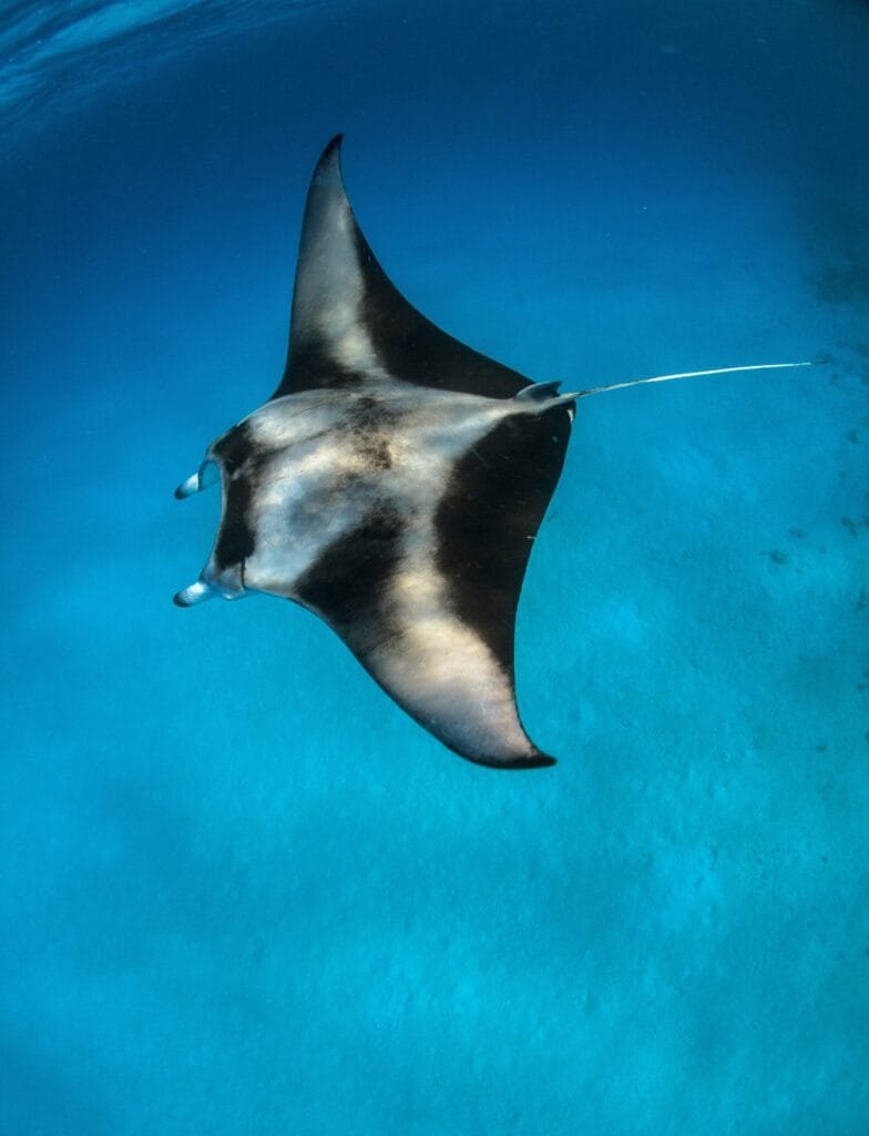 Snorkeling in Dhigurah, Maldives - vibrant coral reefs and exotic marine life in clear blue waters.