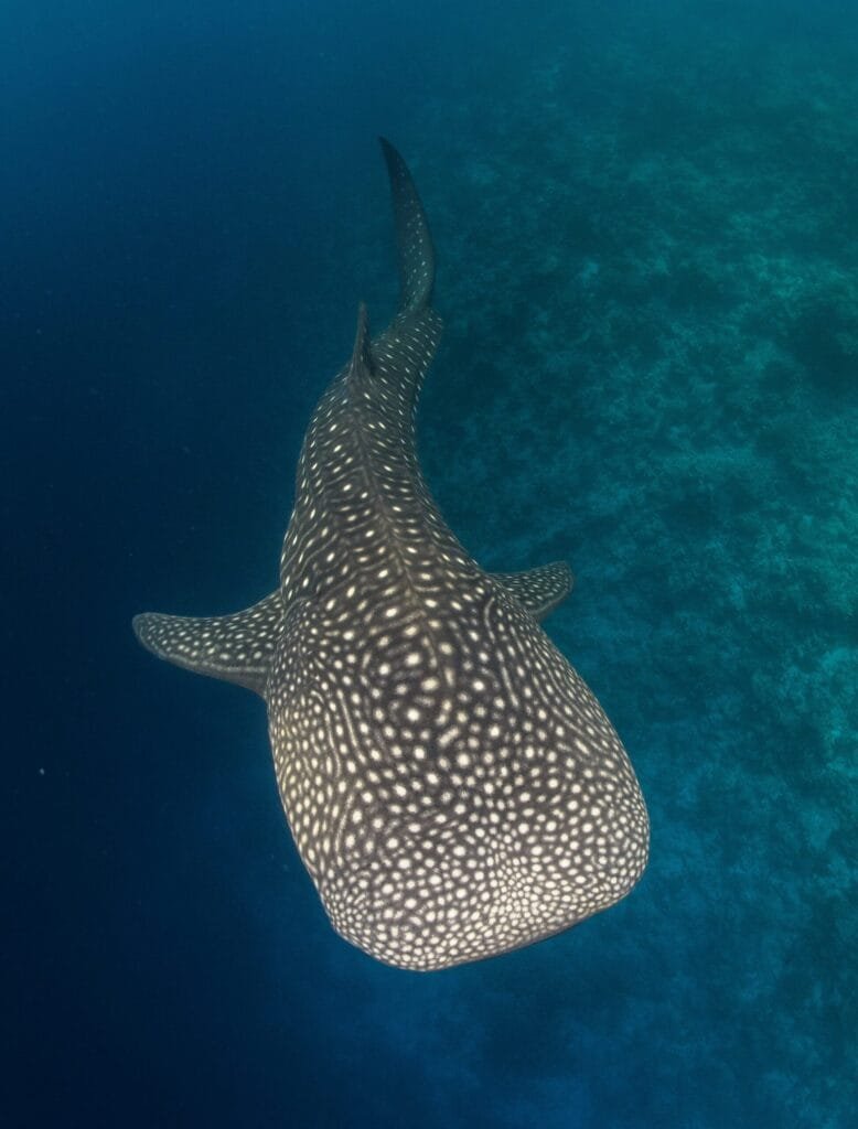 Whale shark diving in Dhigurah, Maldives – unforgettable underwater adventure with gentle giants.