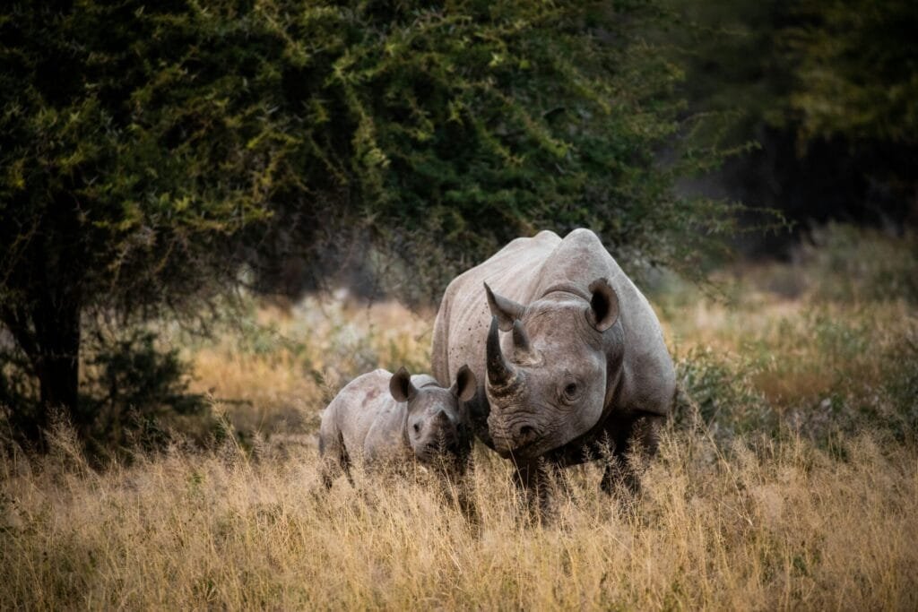 A mother and baby Rhino in Kruger National Park