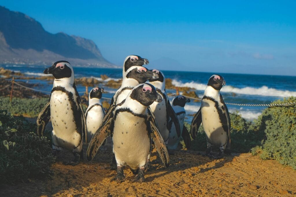 Penguins walking on the beach next to Cape Town
