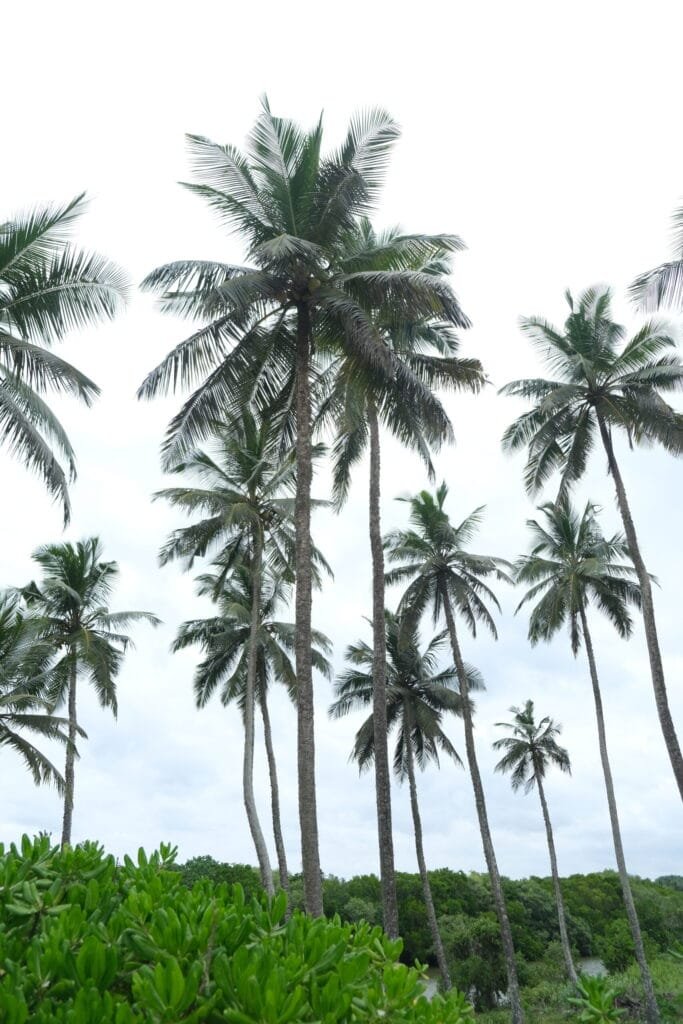Plam trees and a cloudy background in Sri Lanka