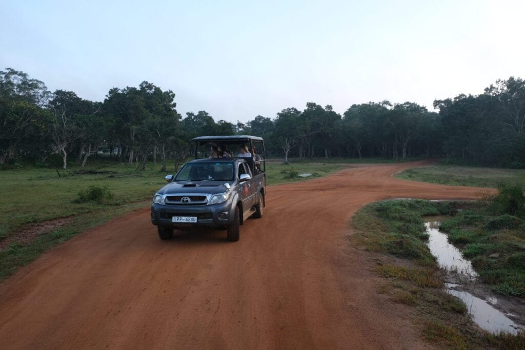 A safari car on brown roads in Wilpattu nationalpark
