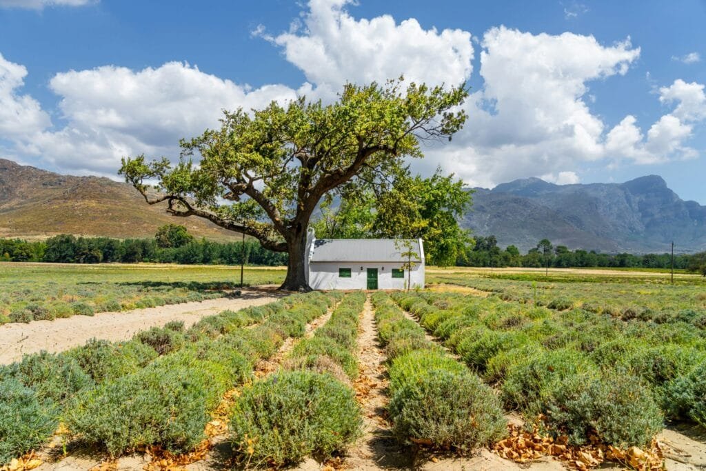 A house and a tree next to vineyards in South Africa