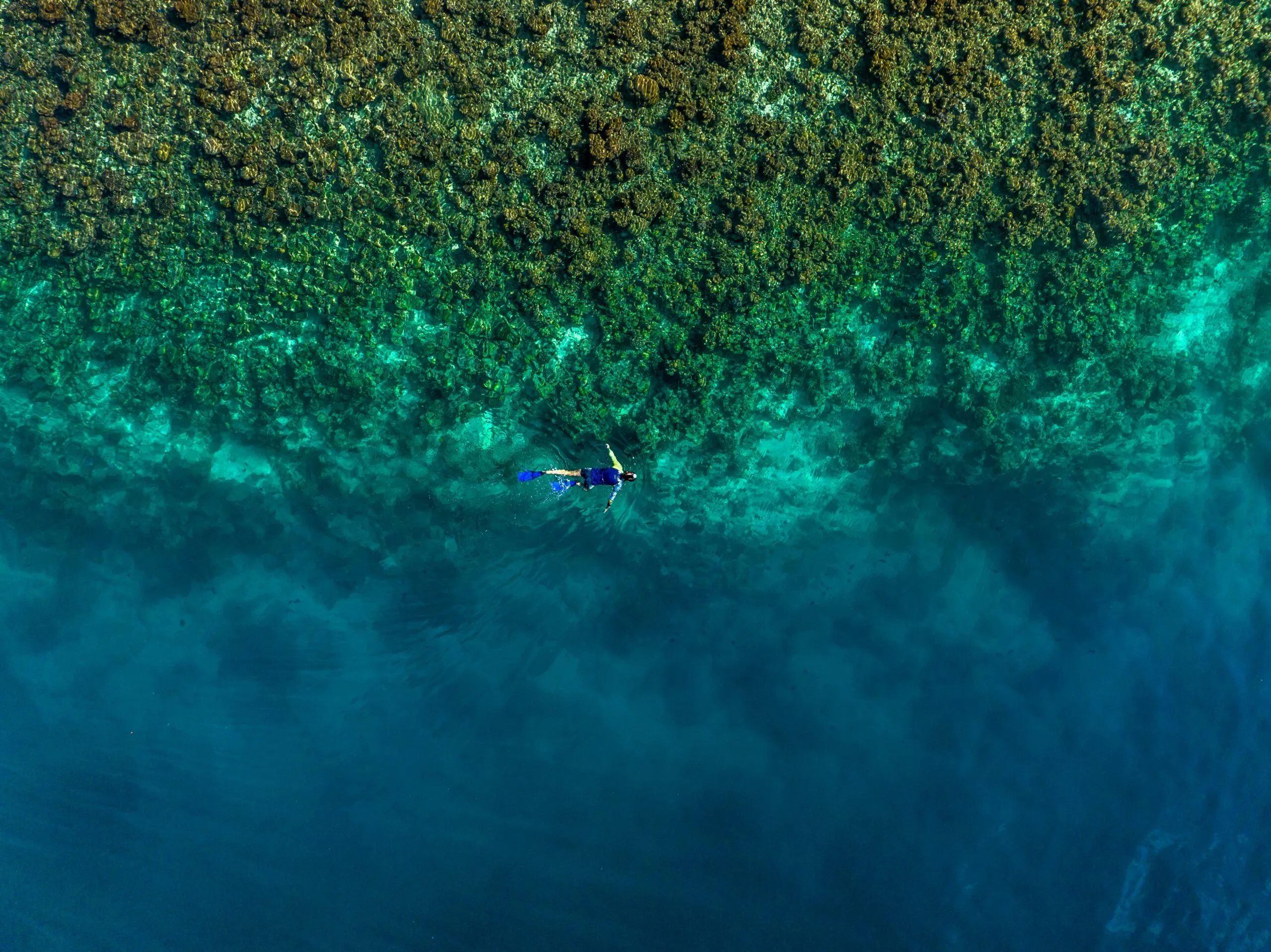 Ein Schnorchler mit blauen Flossen und einem Neoprenanzug treibt im klaren türkisfarbenen Wasser in der Nähe eines Korallenriffs. Die Luftaufnahme zeigt die faszinierende Unterwasserlandschaft, in der das flache Riff in die Tiefe des Ozeans übergeht.